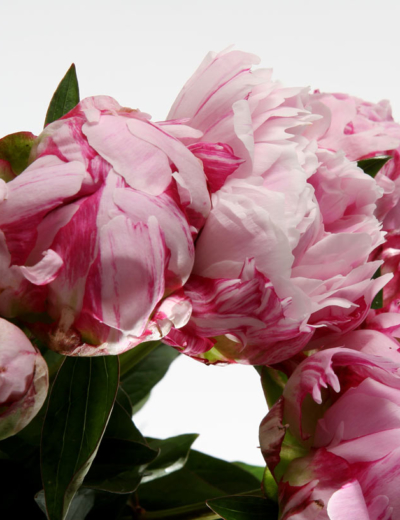 Offrez des fleurs made in Var !