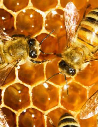 Connaissez-vous l’apithérapie ?