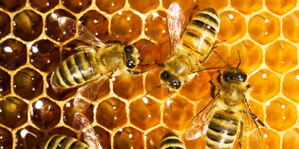 abeilles ruche miel apithérapie