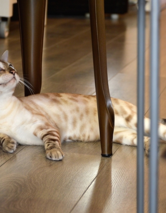 Après la Ronronnerie à Nice, à quand un bar à chat à Toulon ?