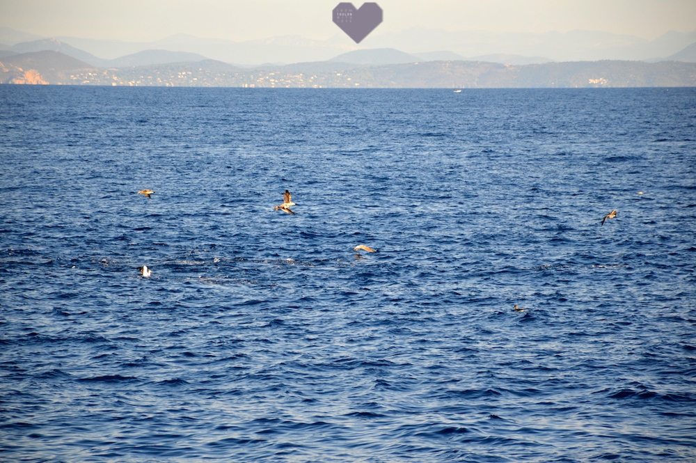 dauphin mer mediterranée toulon souffleurs ecume label whale watching Lavandou