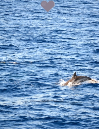 J’ai vu des dauphins en mer au Lavandou grâce à Souffleurs d’écume
