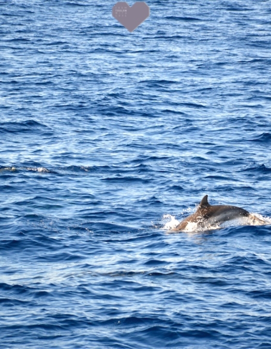 J’ai vu des dauphins en mer au Lavandou grâce à Souffleurs d’écume