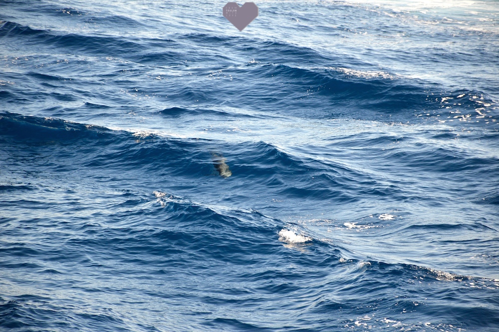 dauphin mer mediterranée toulon souffleurs ecume label whale watching Lavandou