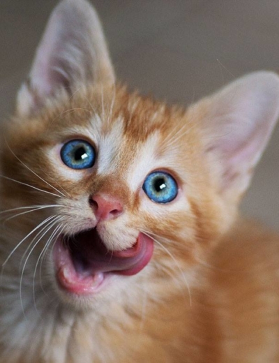 Adopte un chat au refuge l’Ecole du chat à Ollioules !